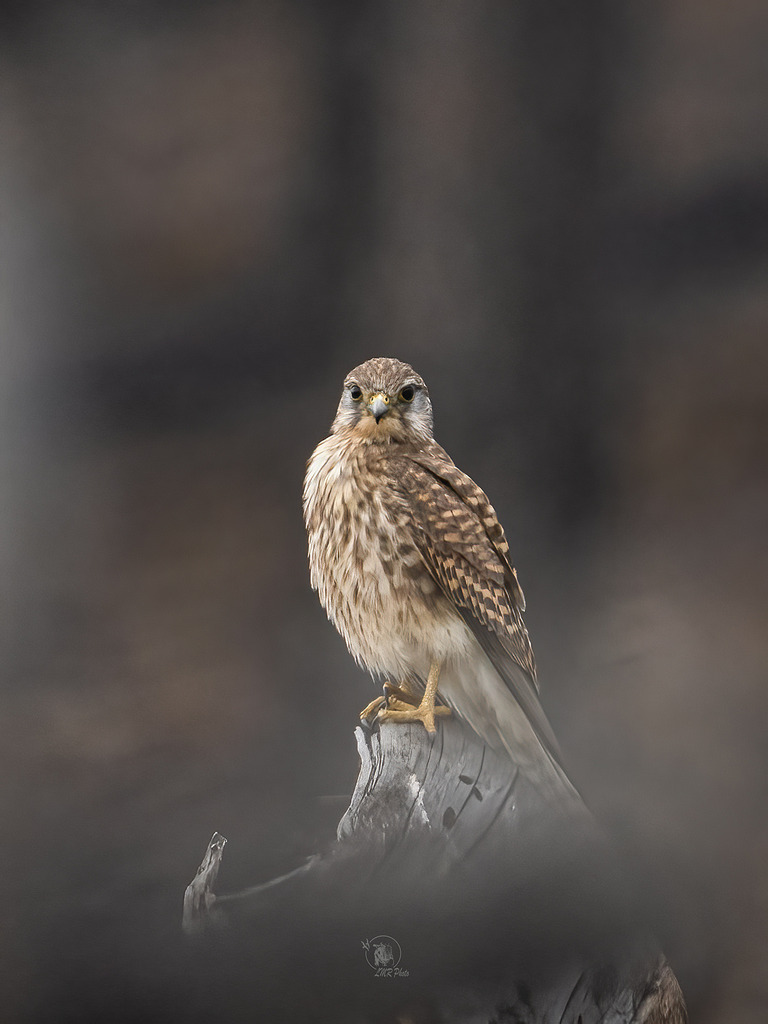 Falco Canariensis II