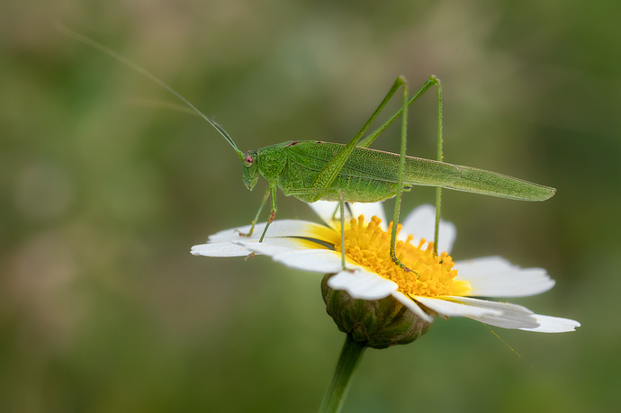 orthoptera26ab2-copia