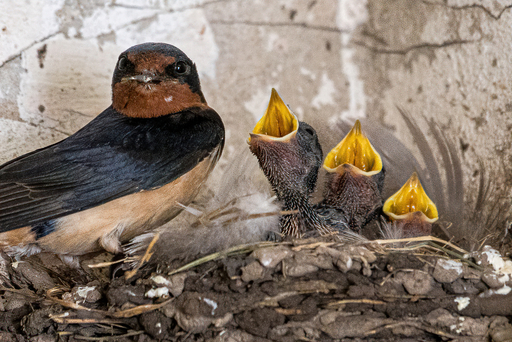 Golondrina-1-1