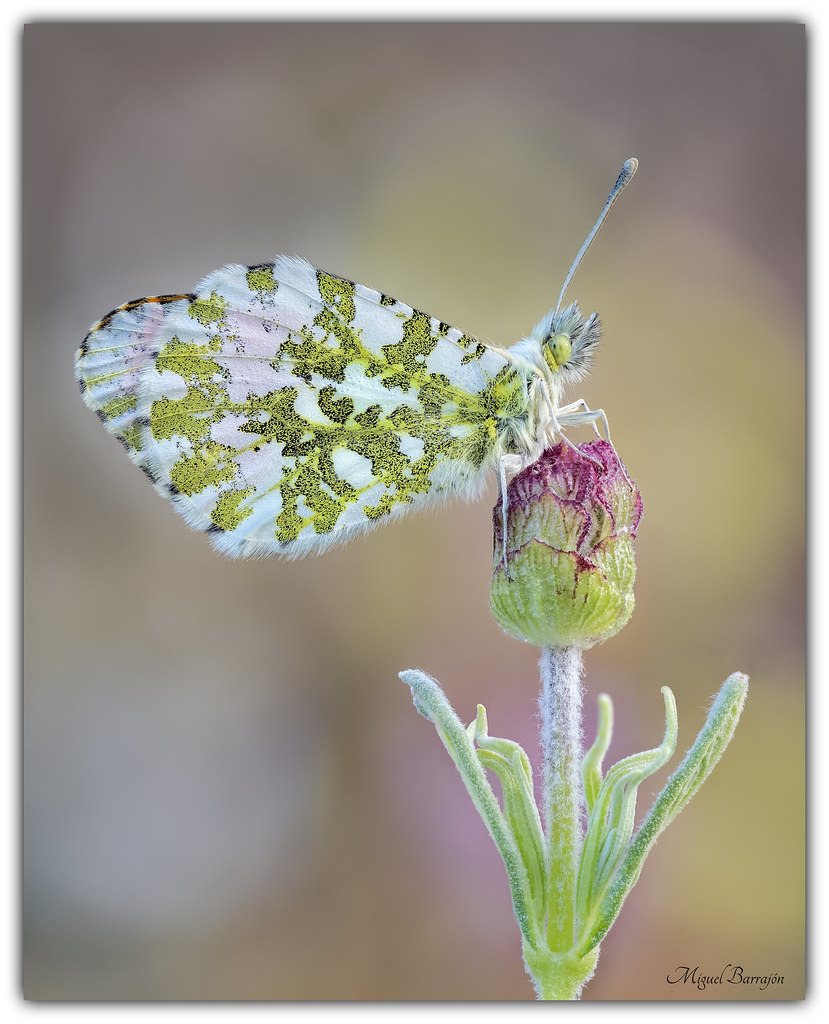 Anthocharis cardamines