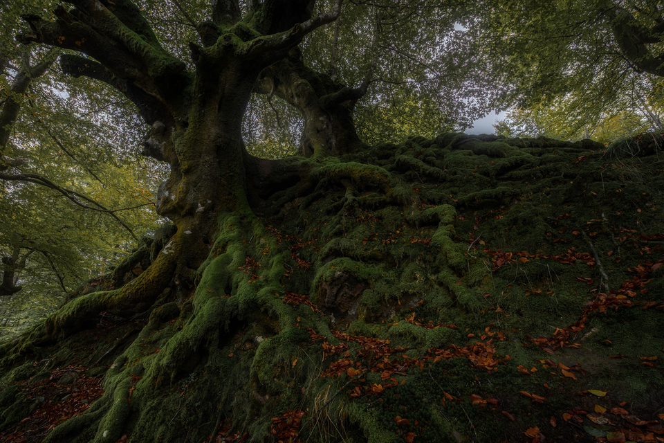 Formas del Bosque