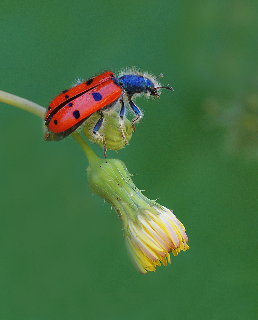 “Mylabris quadripunctata” ll