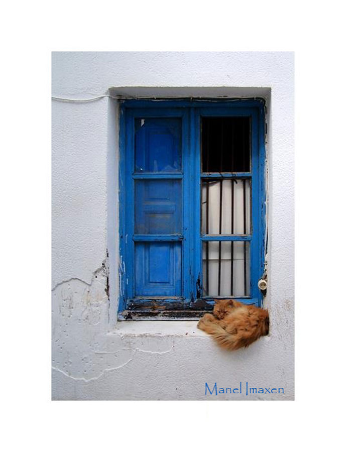 La ventana y el gato