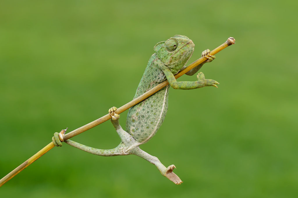 “Camaleón equilibrista”