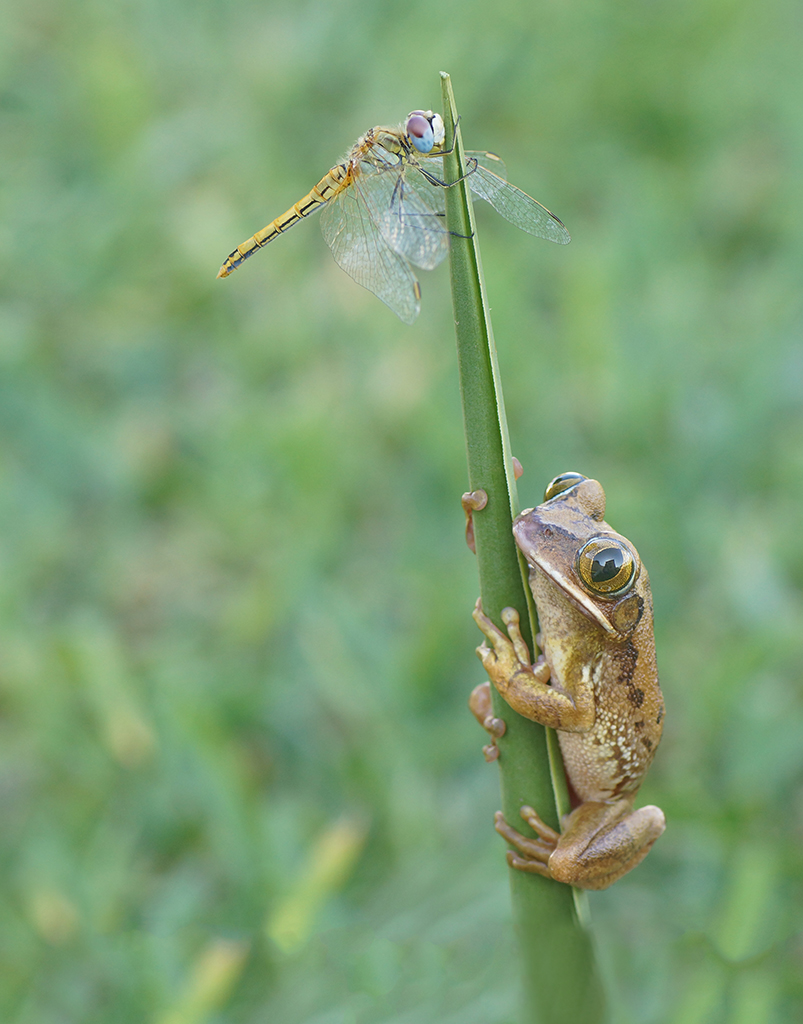 “Posadereo muy peligroso”