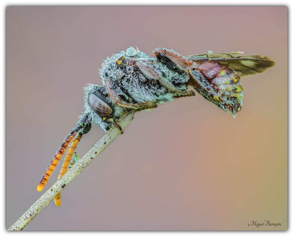 Nomada sp
