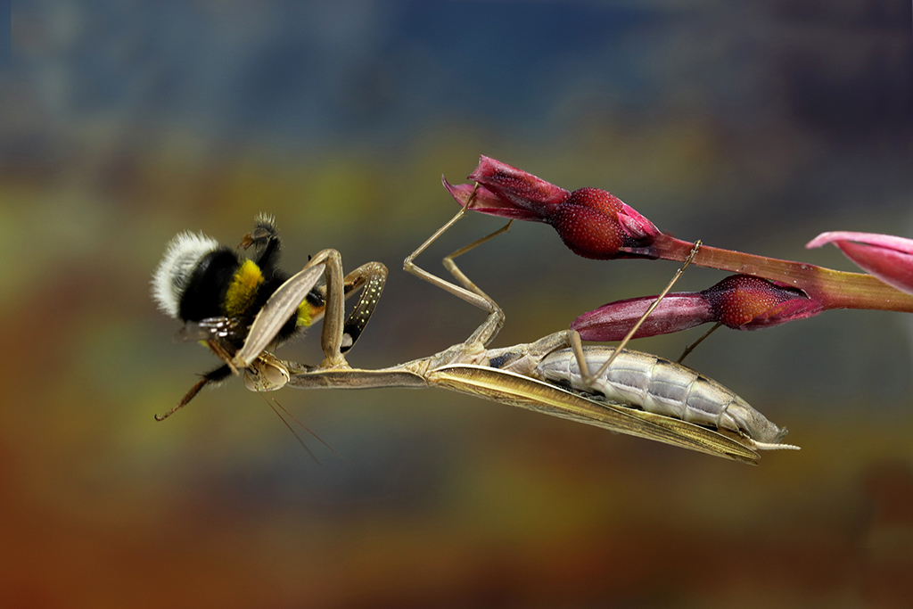 “El abejorro y la mantis”