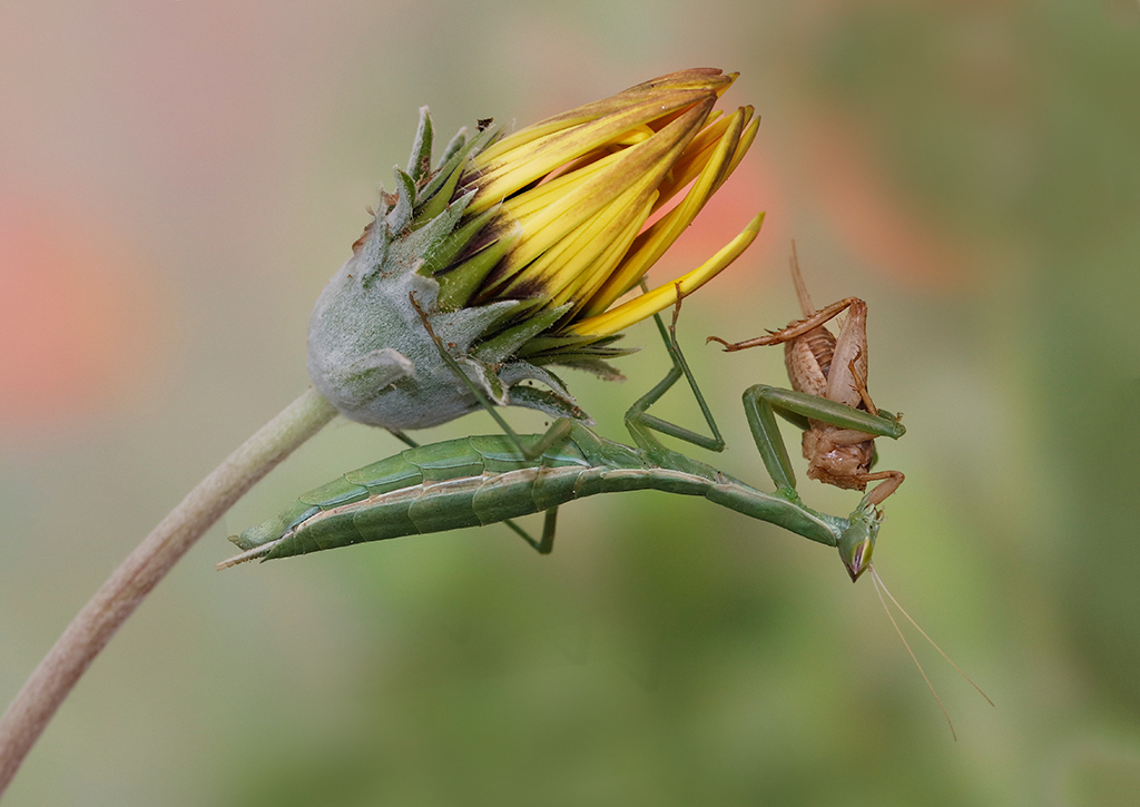 “Mantis Religiosa” l