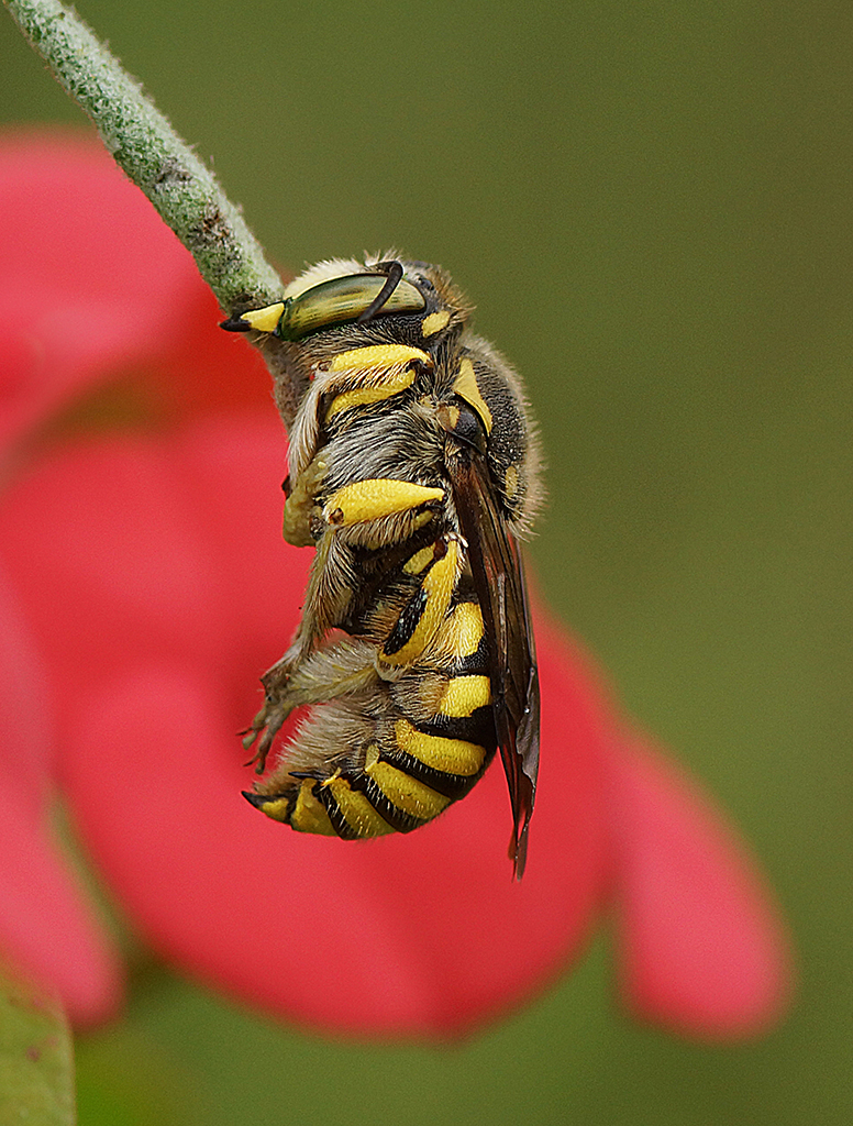 “La bella durmiente”