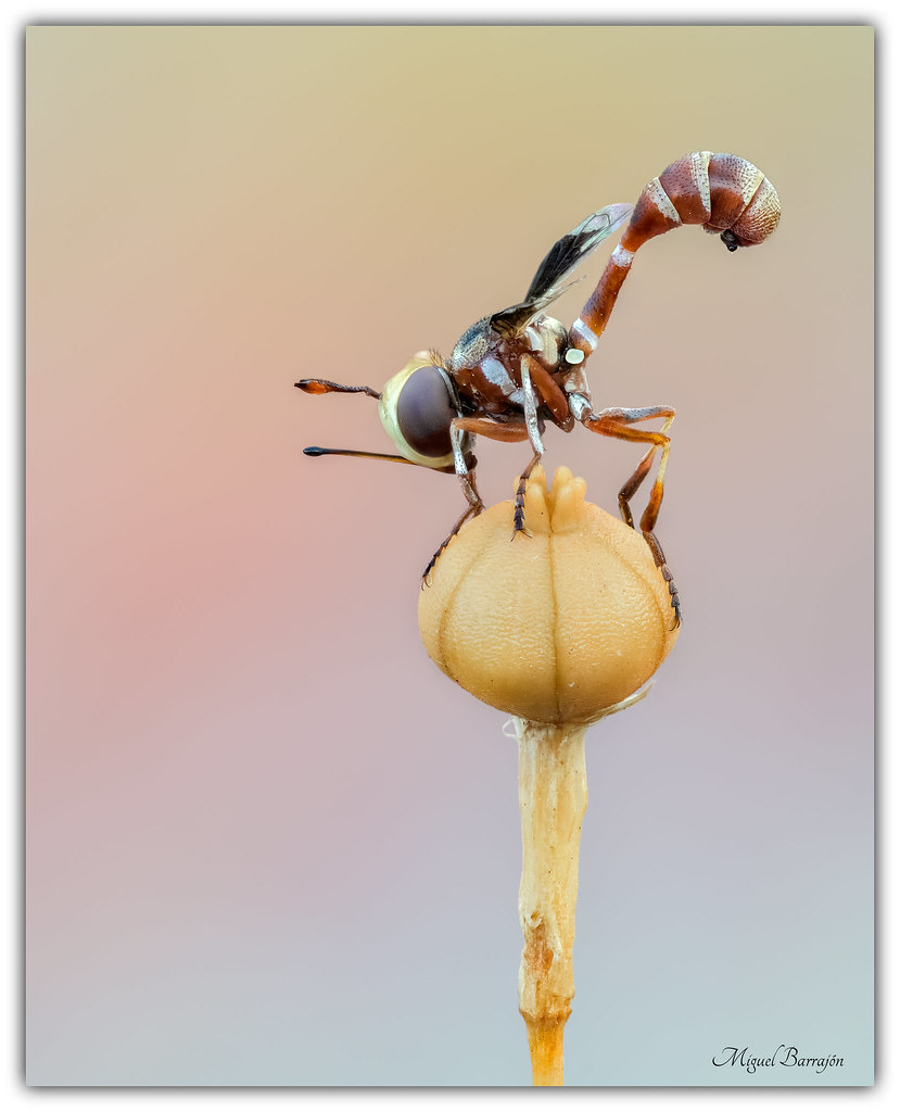Physocephala vittata