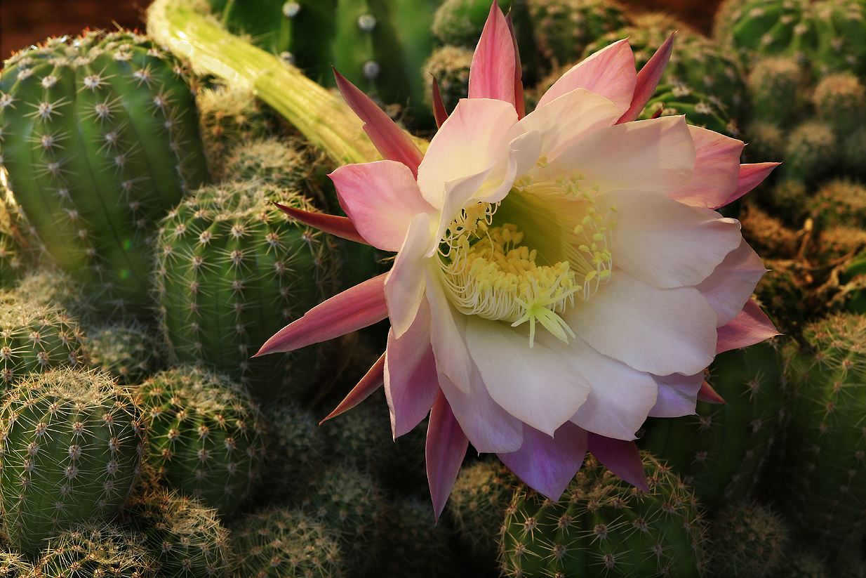 Flor de cactus - Flora y Fauna - Foro OjoDigital