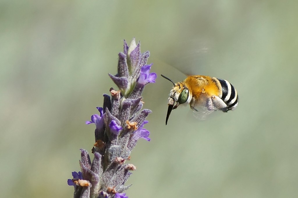 “Amegilla quadrifasciata”