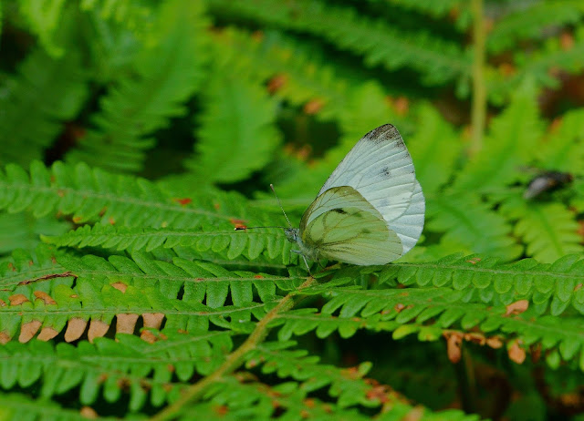 blanca verdinerviada (Pieris napi)