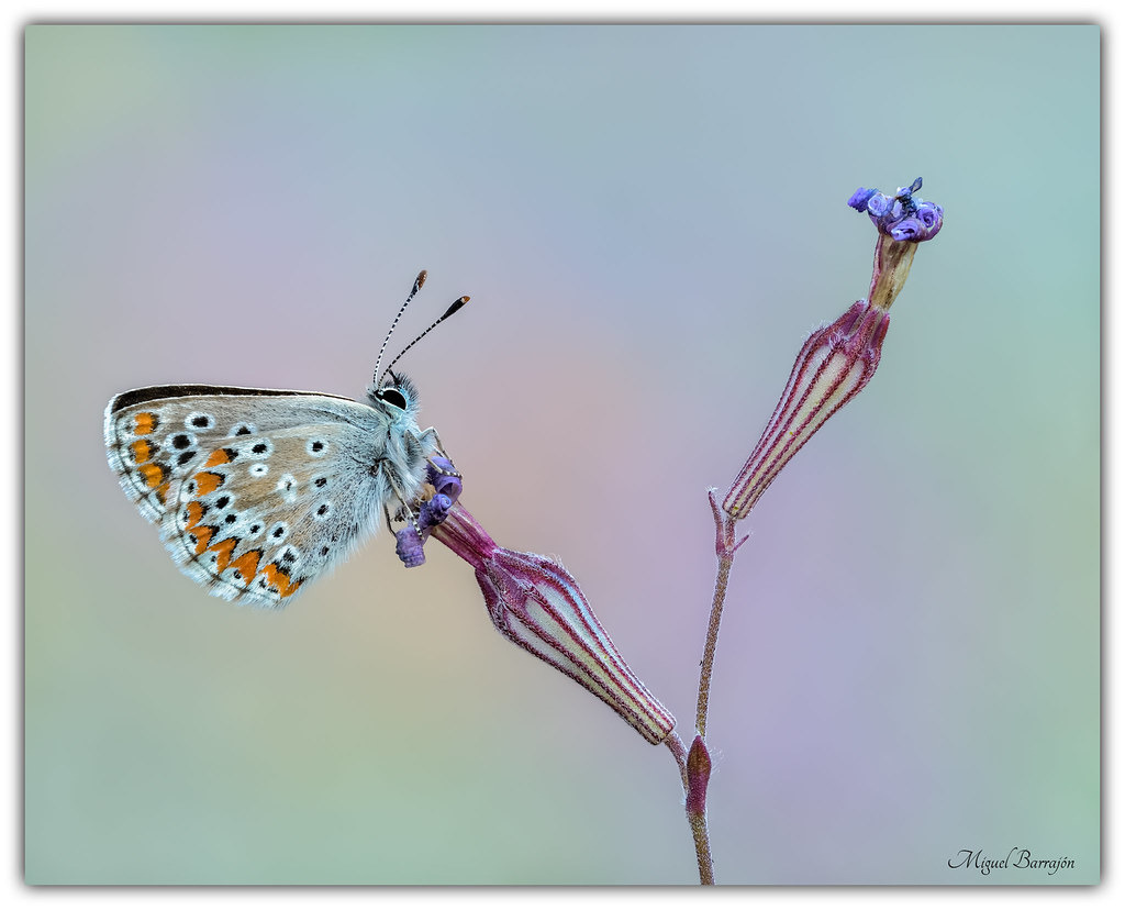 Aricia agestis