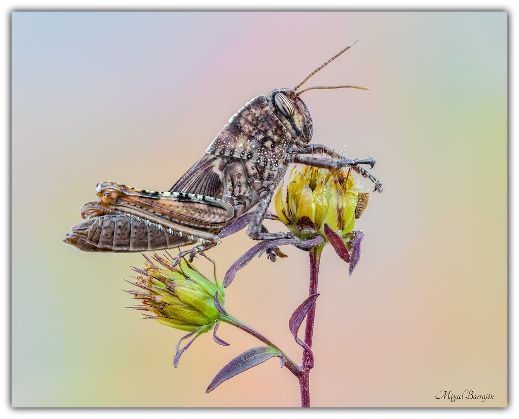 Anacridium aegyptium