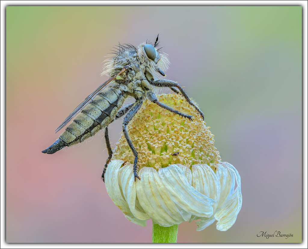 Asilidae